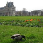 Die Ente und die Tulpe