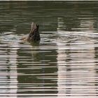 Die Ente und ihr Kommentar zum Wetter