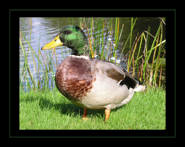 Die Ente von Hever Castle