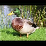 Die Ente von Hever Castle