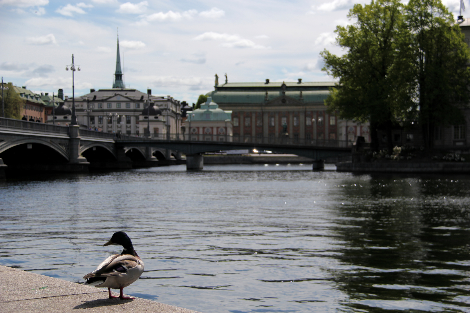 die Ente von Stockholm