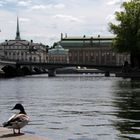 die Ente von Stockholm