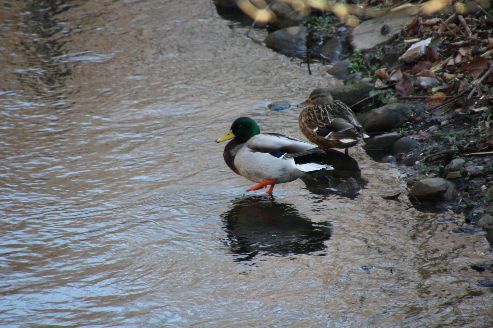 Die Enten am Bach