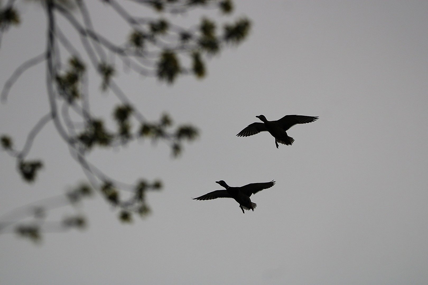 Die Enten am fliegen...