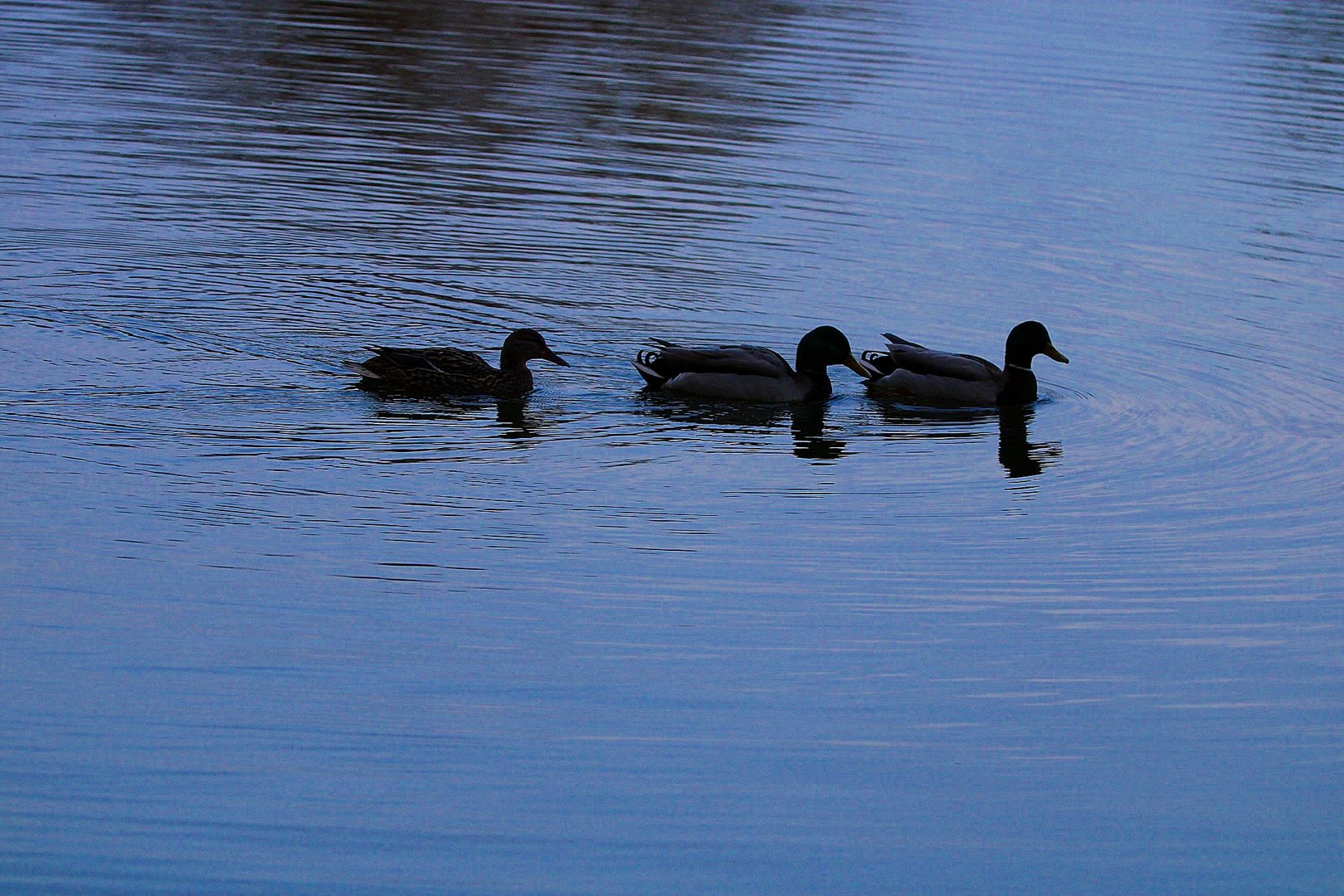 Die Enten am Schwimmen...