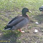 Die Enten am werdener See in Essen