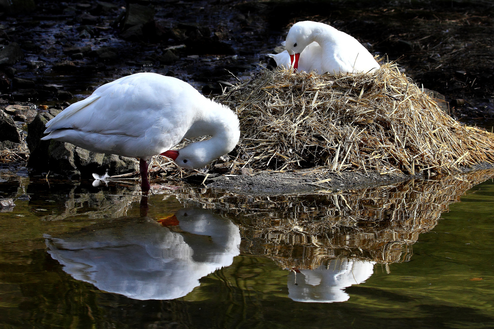 Die Enten bauen ein Nest...