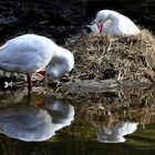 Die Enten bauen ein Nest...