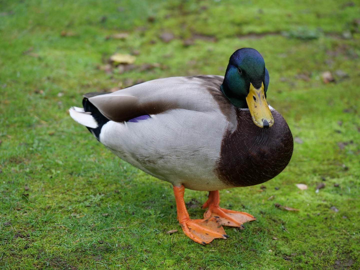 Die Enten bleiben draußen... 1