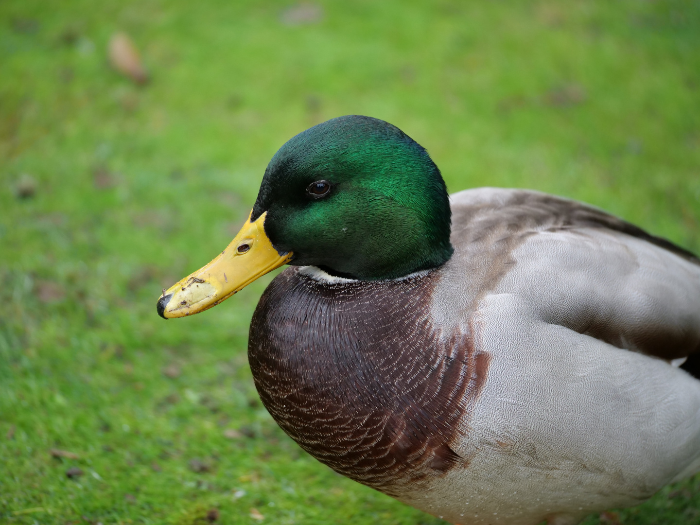 Die Enten bleiben draußen... 2