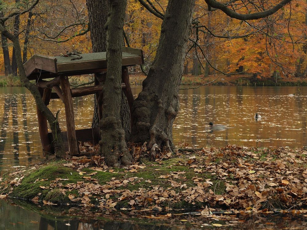 Die Enten halten lieber einen sicheren Abstand...