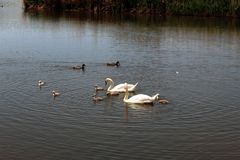 die Enten hielten ausreichend Abstand