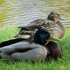 Die Enten im Uetersener Rosarium