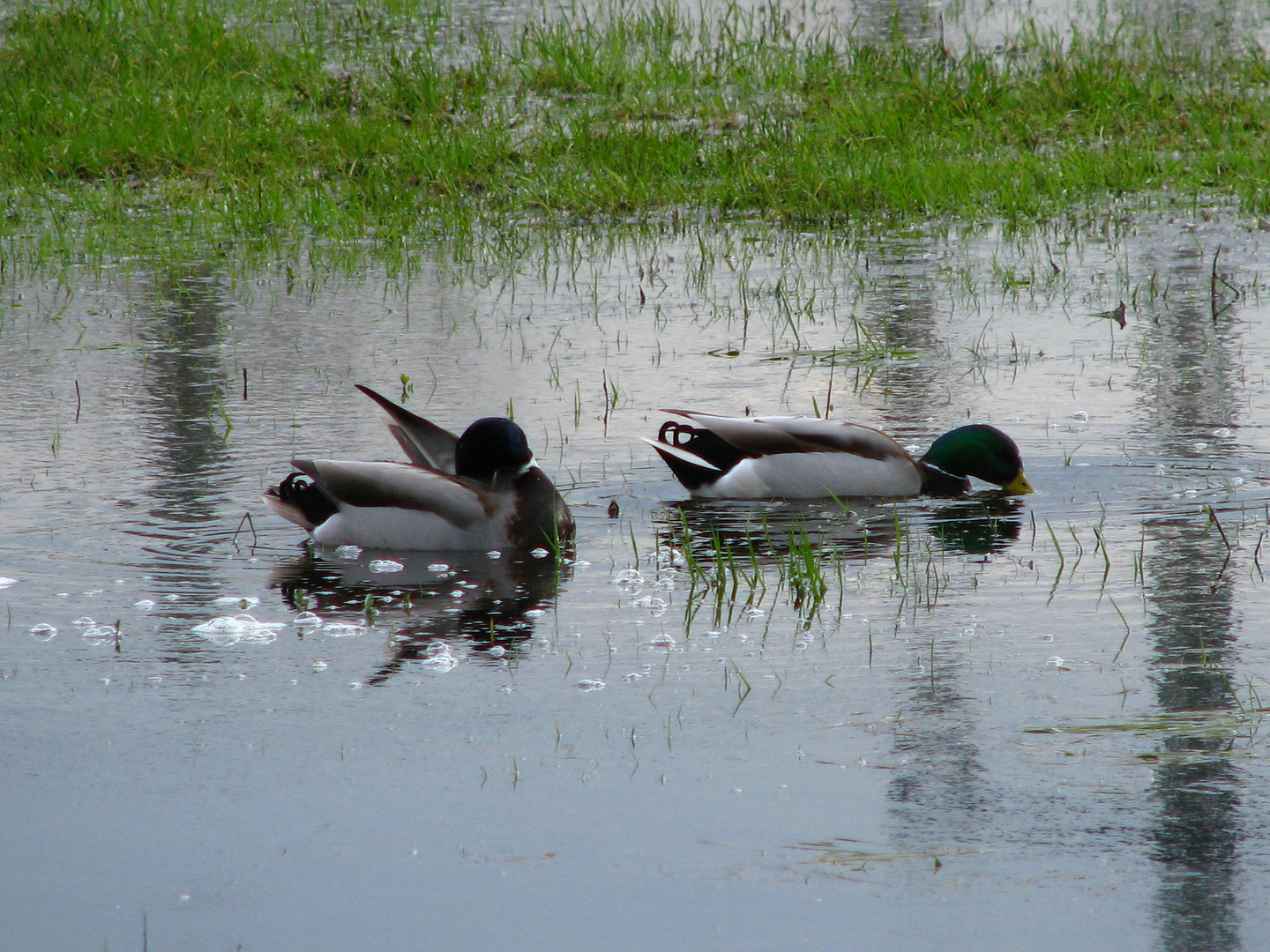 Die Enten in der Pfütze