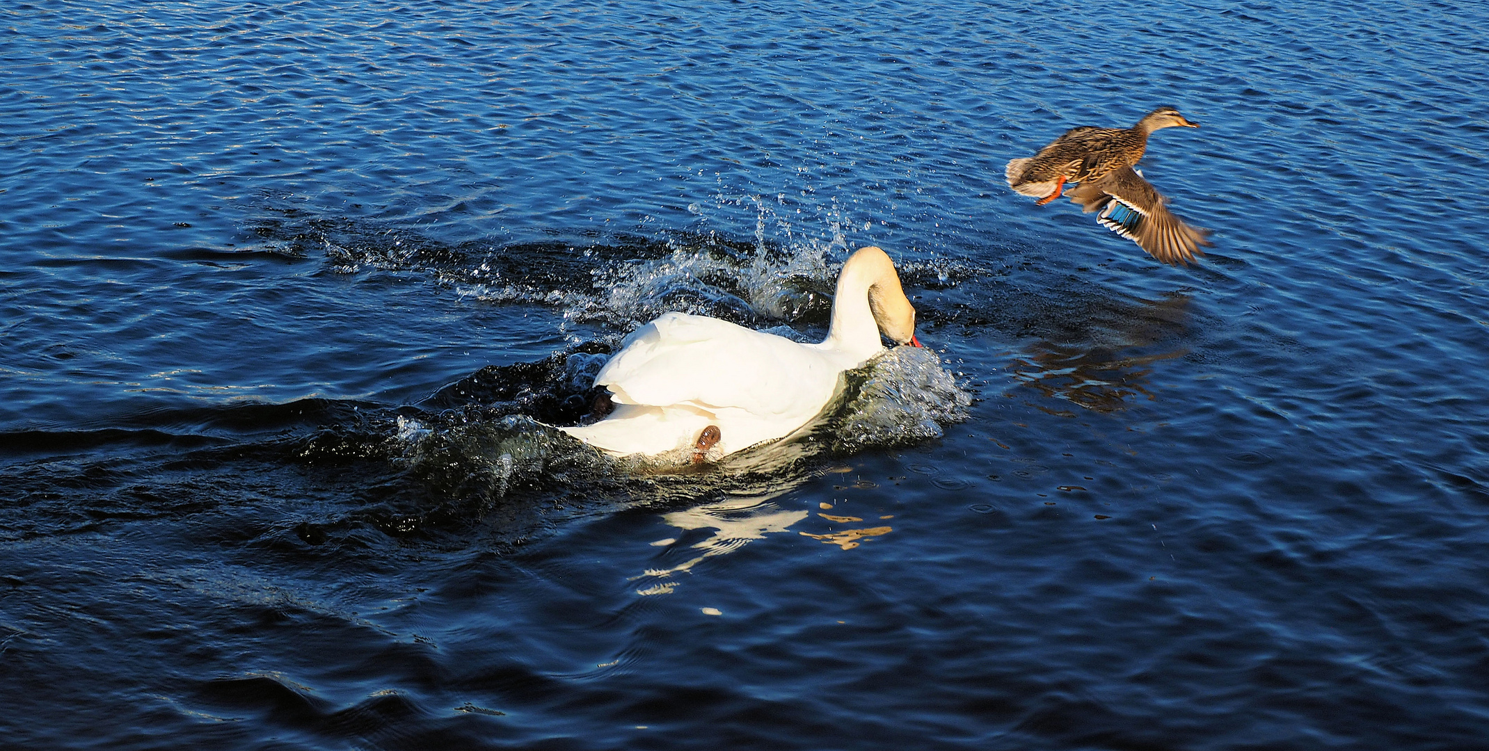 Die Enten müssen weg ….