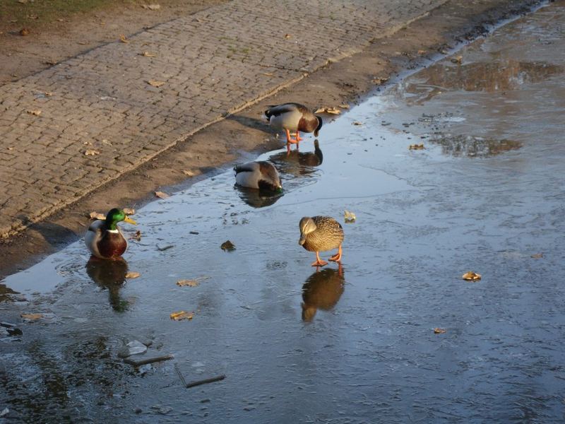 Die Enten schwimmen oder laufen...