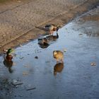 Die Enten schwimmen oder laufen...