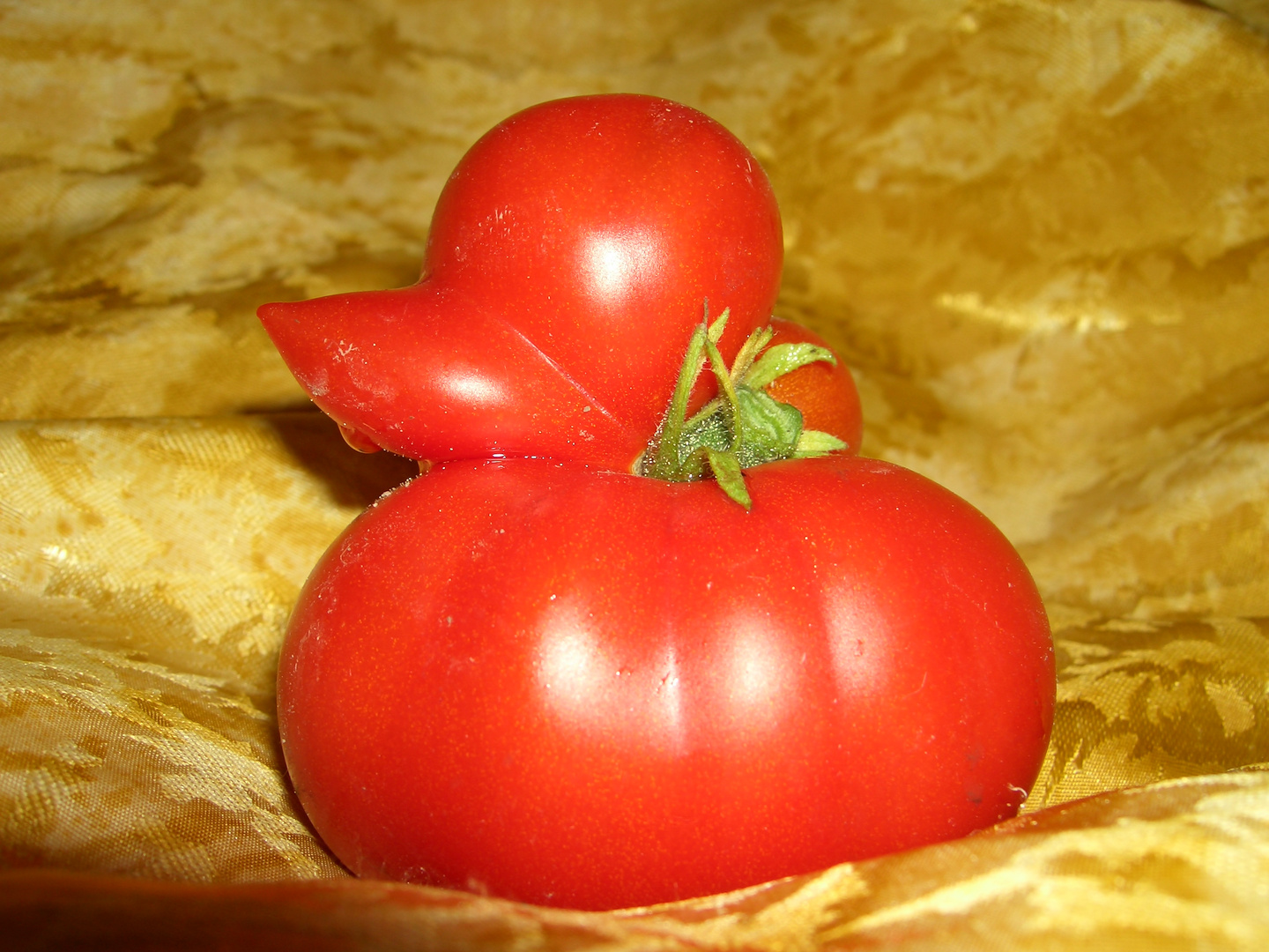 Die Enten-Tomate