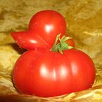 Die Enten-Tomate