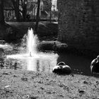 Die Enten und die Wasserspiele 