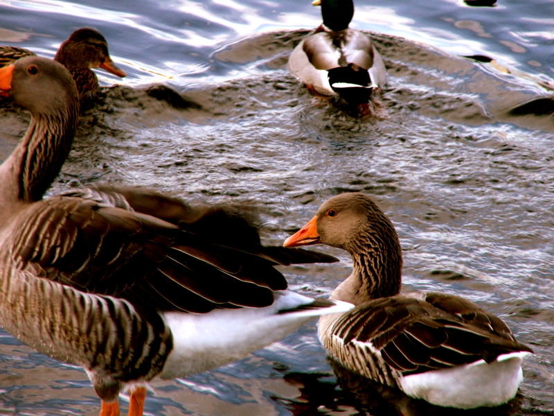 die enten verlassen mich nicht