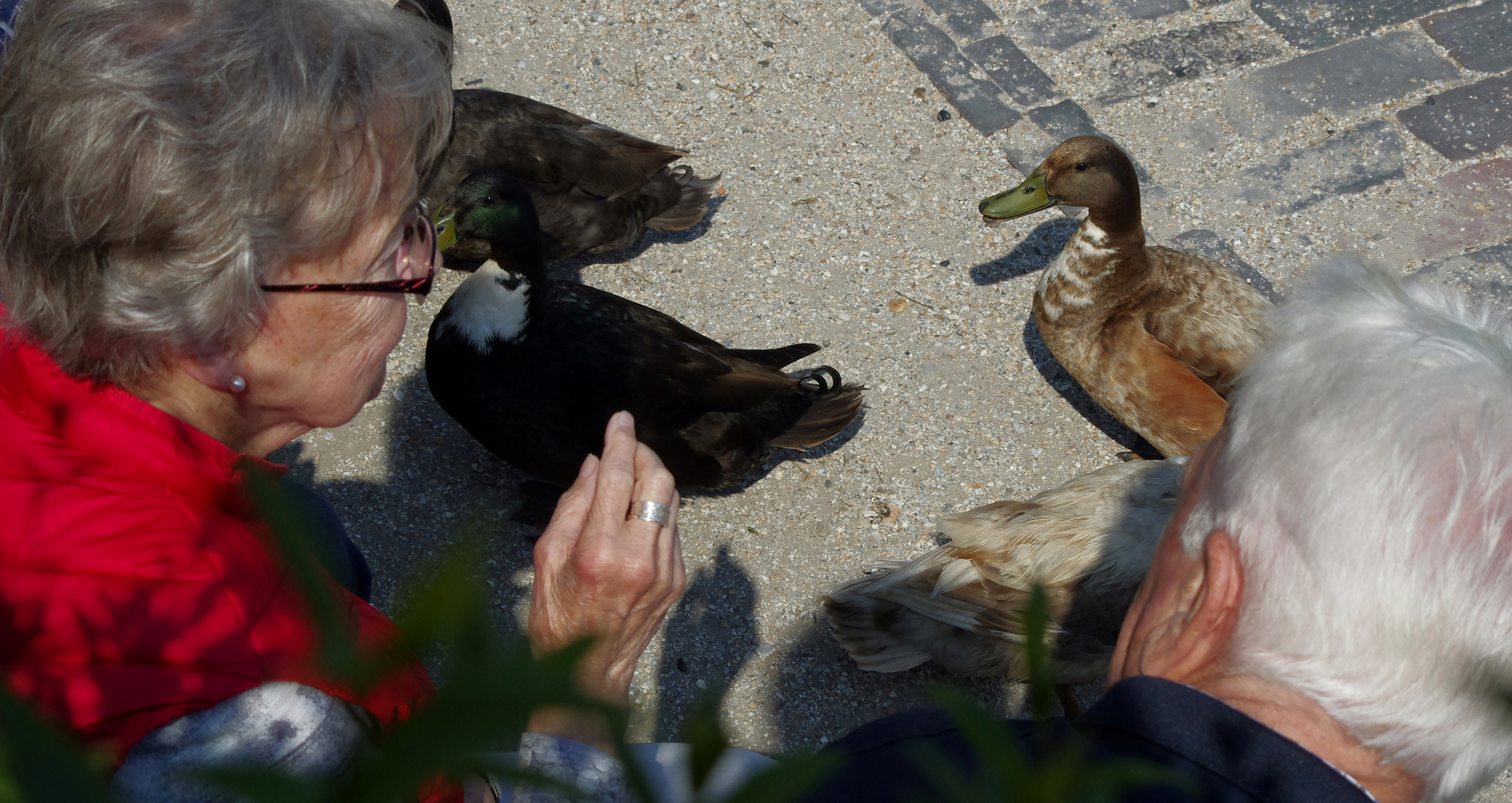 die Enten von Carolinensiel