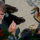 die Enten von Carolinensiel