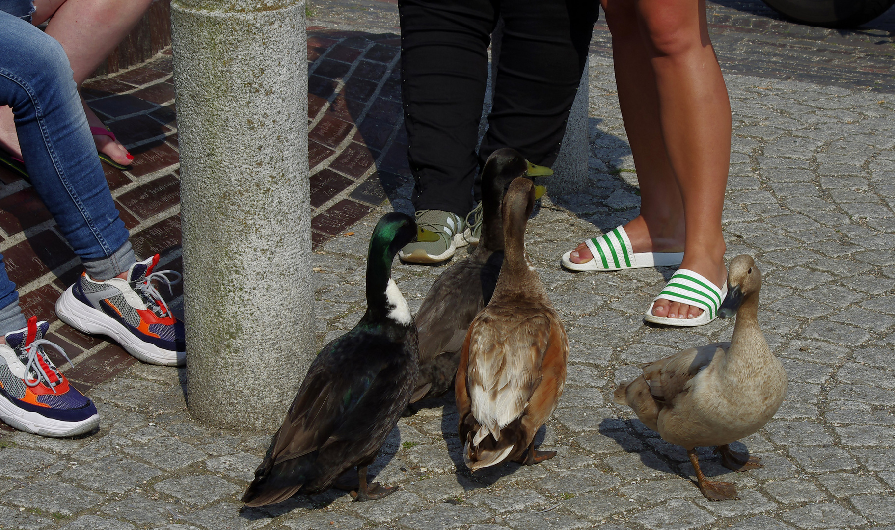 die Enten von Carolinensiel