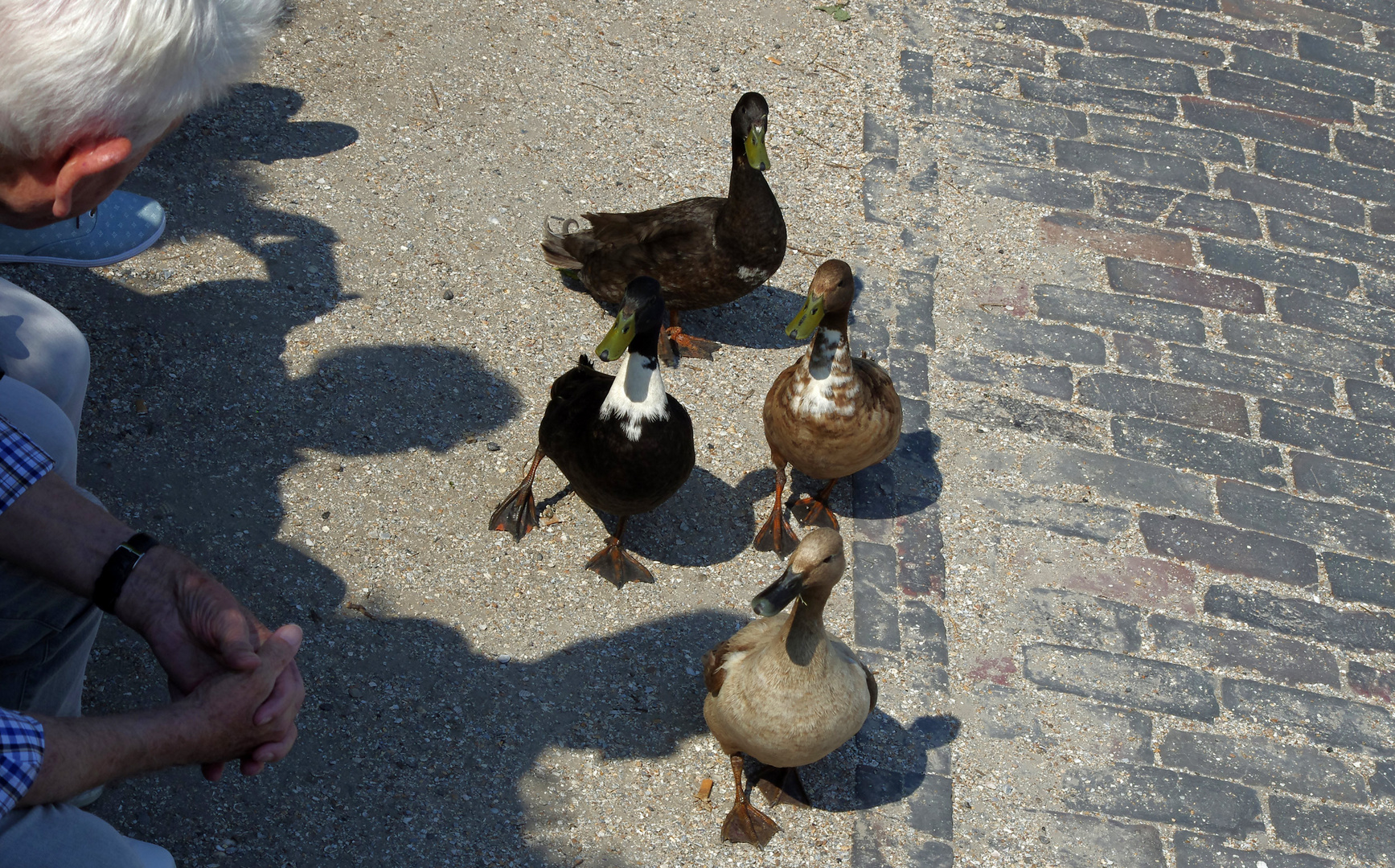 die Enten von Carolinensiel