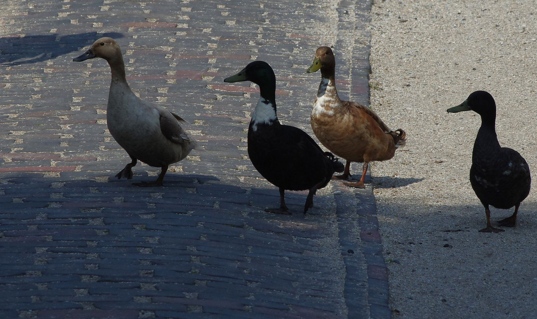 die Enten von Carolinensiel