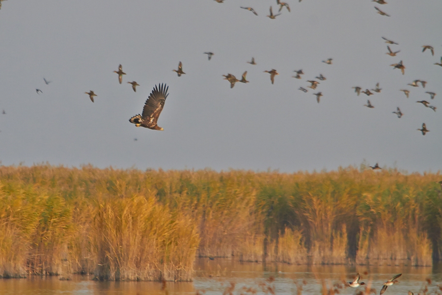 Die Enten waren auf der Flucht