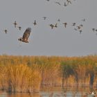 Die Enten waren auf der Flucht