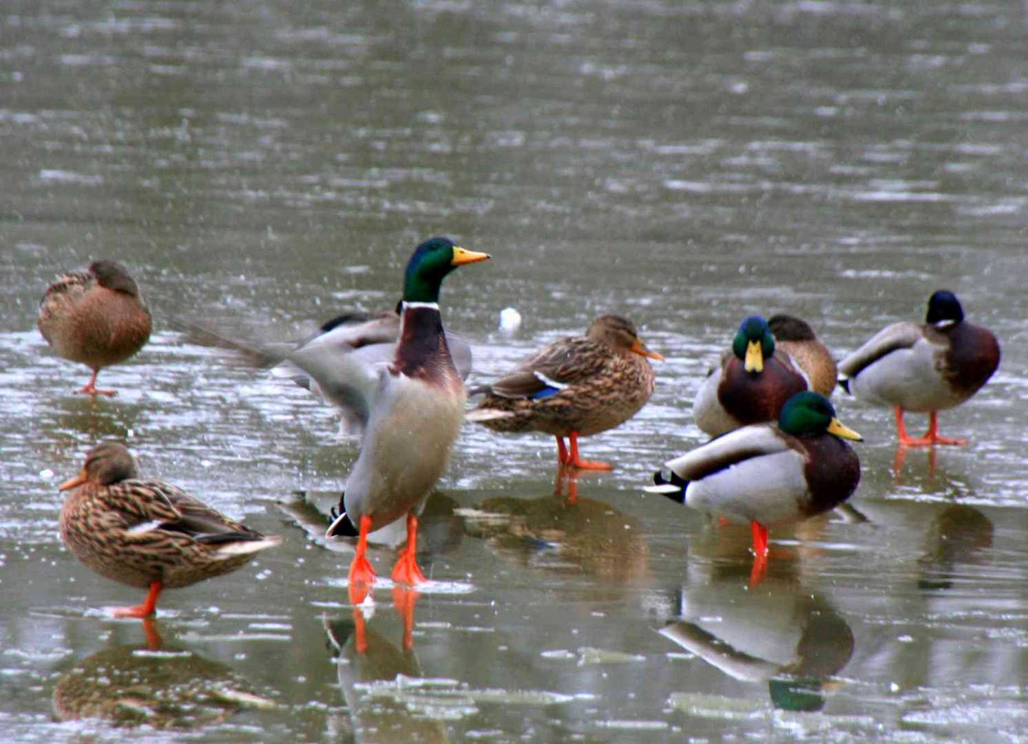 die Enten warten auch auf das Frühjahr und warmes Wasser ... einfach weg