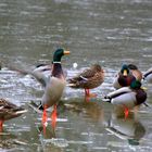 die Enten warten auch auf das Frühjahr und warmes Wasser ... einfach weg