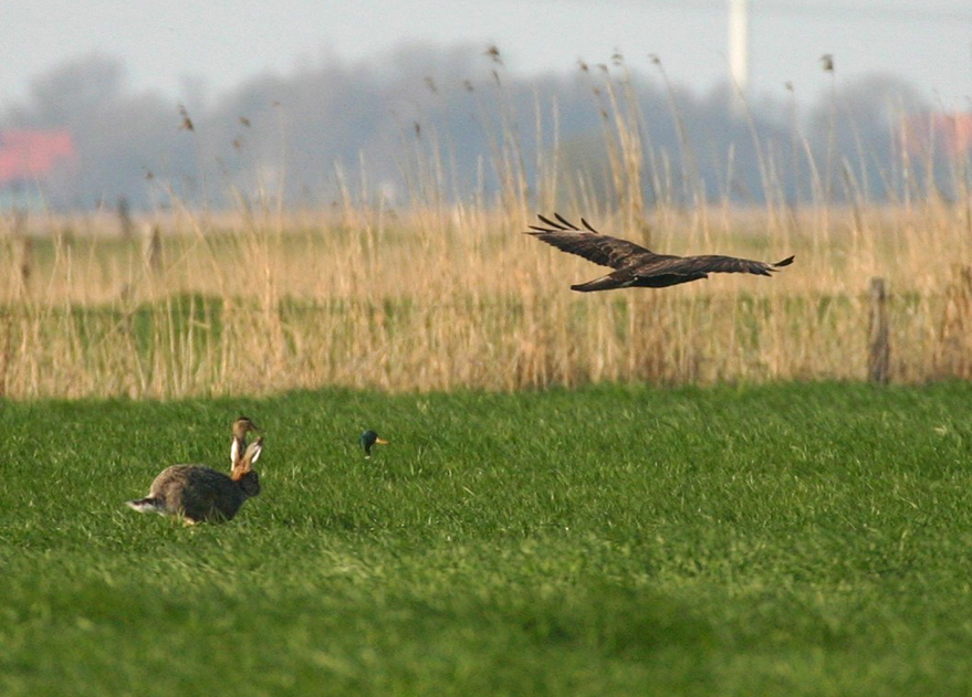 Die Enten wundern sich,...