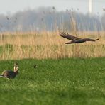 Die Enten wundern sich,...