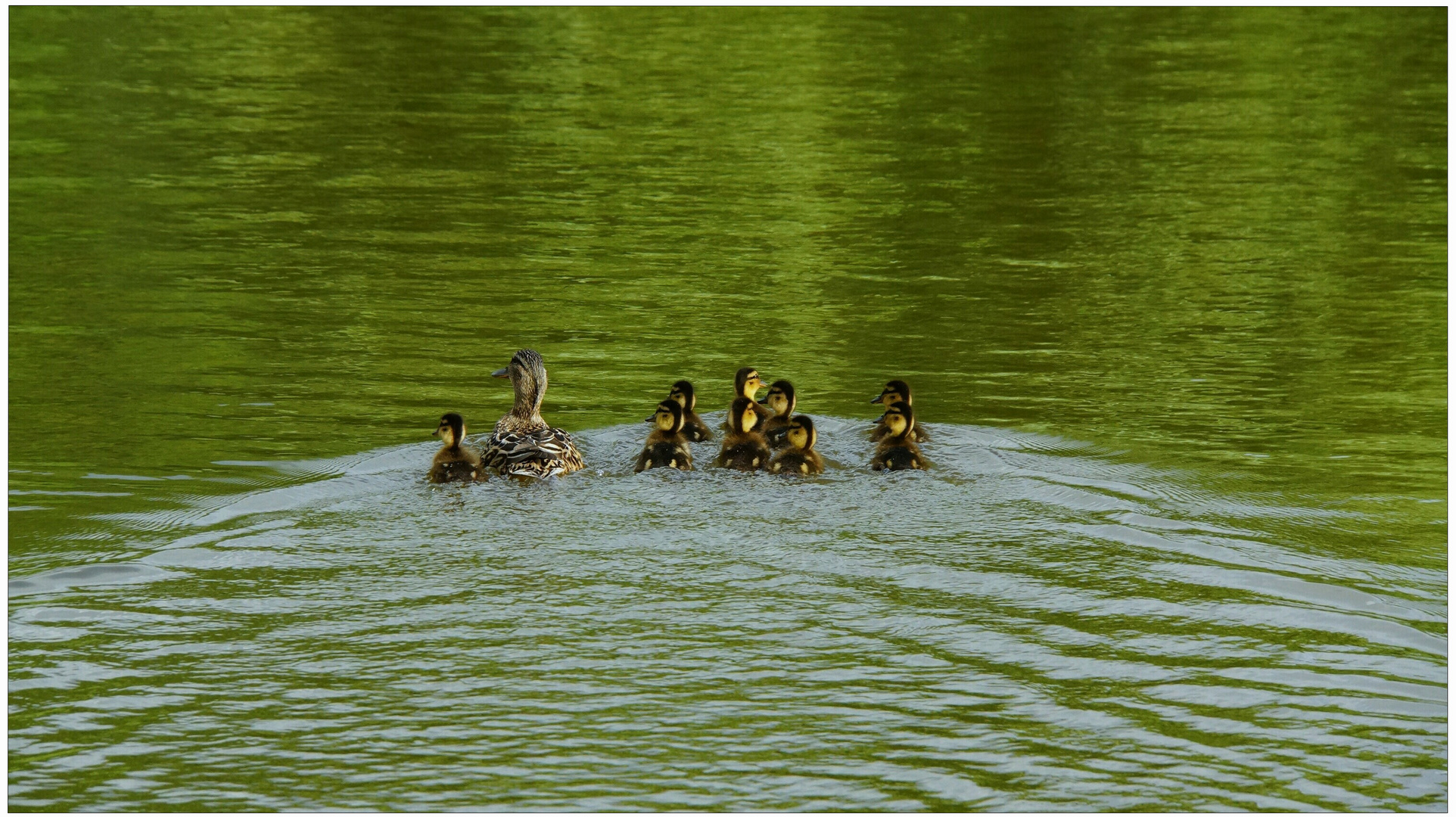 Die Entenfamilie auf unserem See (la familia de pato en nuestro lago)