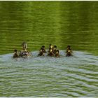 Die Entenfamilie auf unserem See (la familia de pato en nuestro lago)