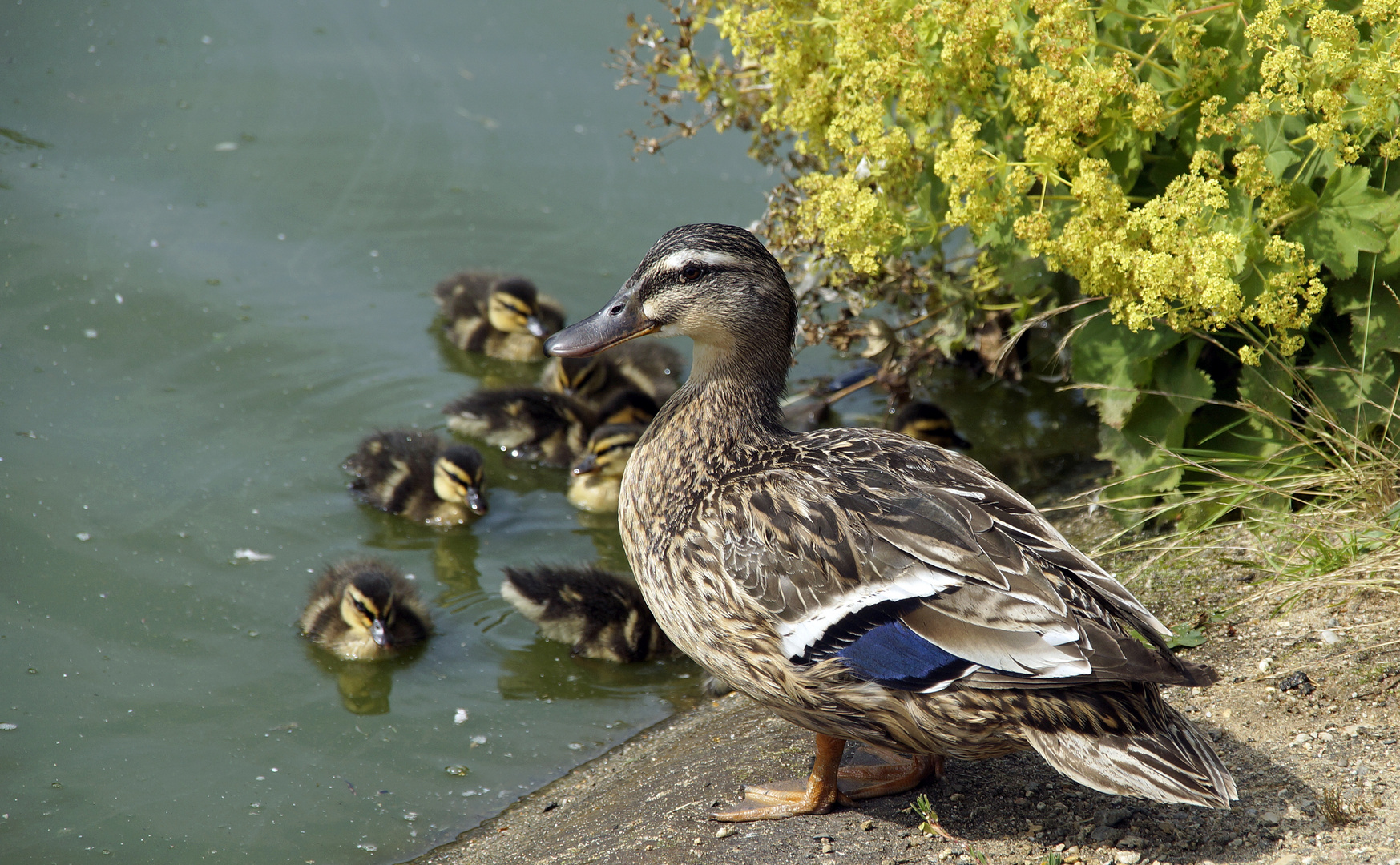 Die Entenfamilie