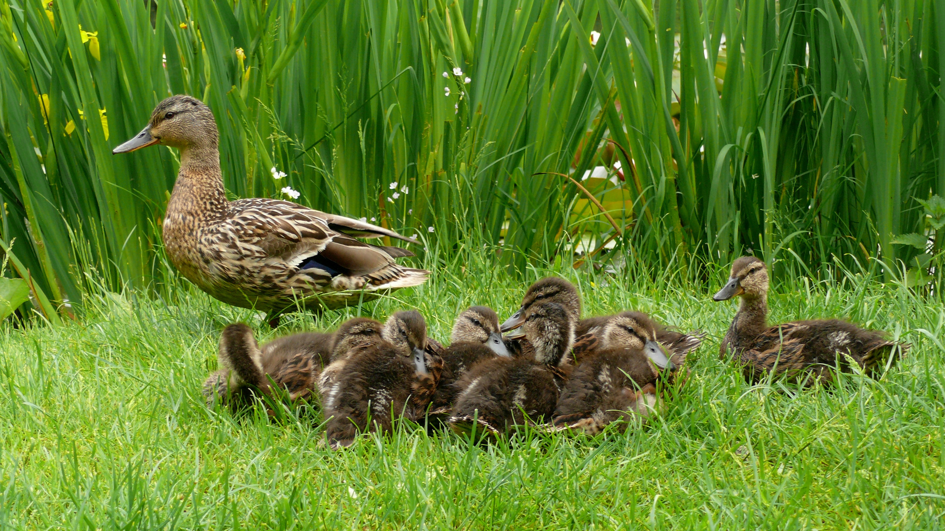 Die Entenfamilie hat Nachwuchs