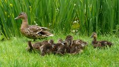 Die Entenfamilie hat Nachwuchs