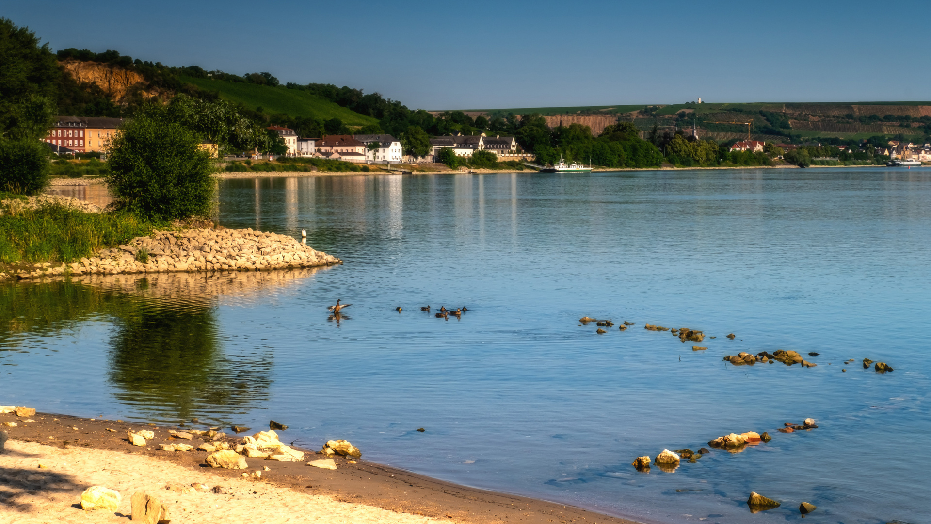 Die Entenfamilie im Rhein