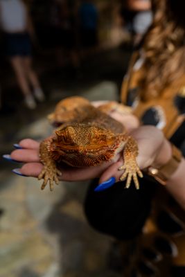 Die entspannte Barthagame