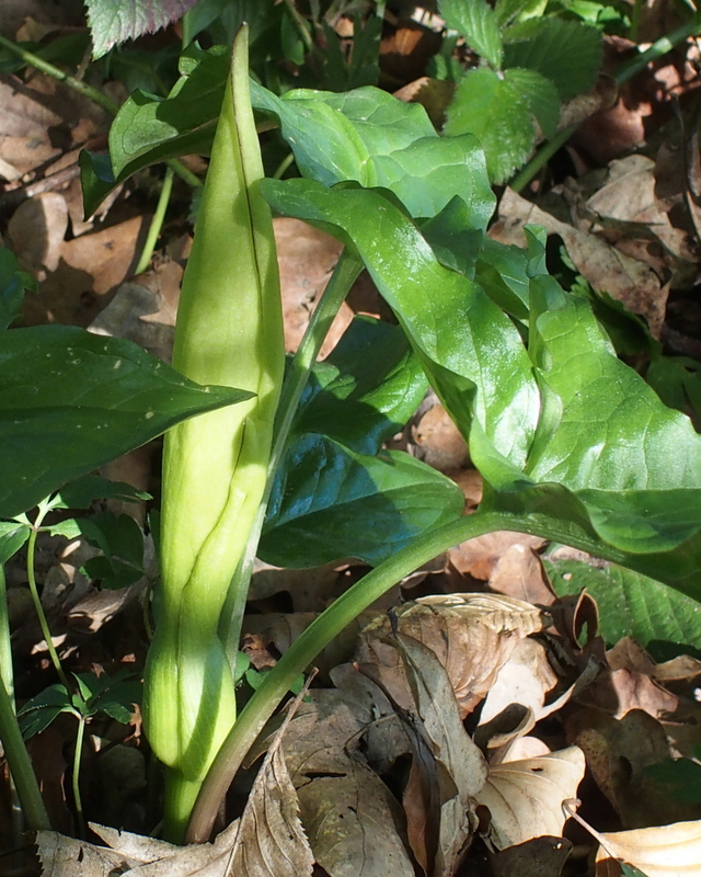 Die Entstehung der Aronstab-Blüte