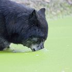 Die Entstehung des Grünschnabel-Wolfes :-)