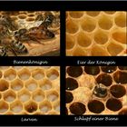 Die Entstehung einer Biene im Bienenstock