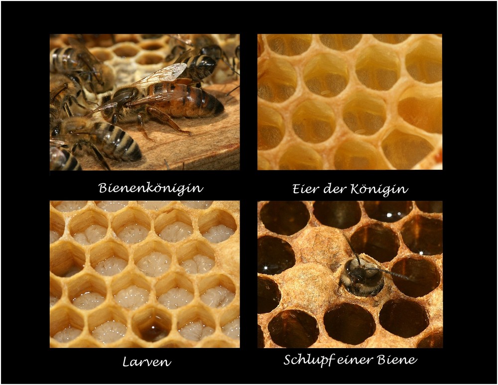 Die Entstehung einer Biene im Bienenstock