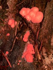 Die Entwicklung des Blutmilchpilzes (Lycogala epidendrum) - ...