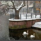 ... die Enz , die Schwäne und der kleine Junge im Schneetreiben  ...