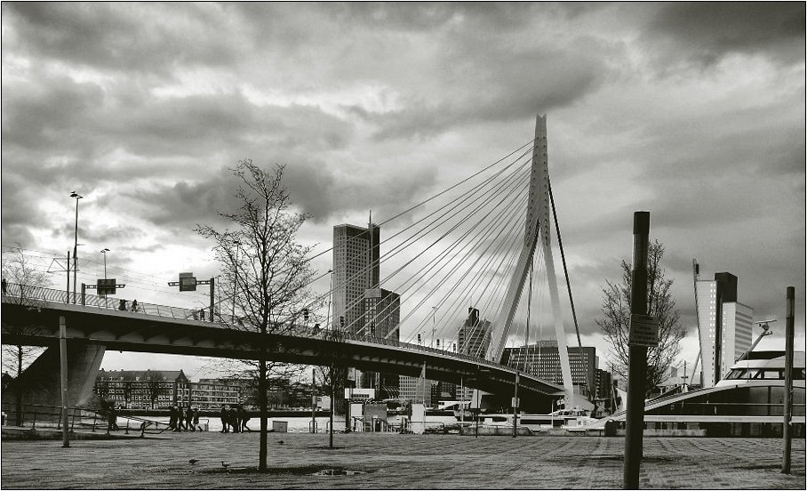 die Erasmusbrücke in Rotterdam